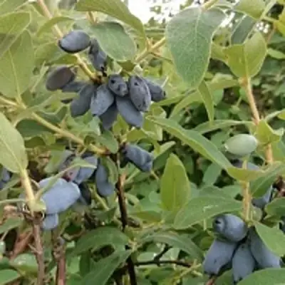 Жимолость съедобная НИМФА (ГАММА) в Самохваловичи