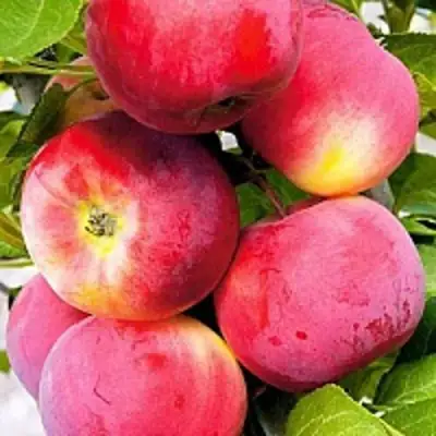 Яблоня СЕРЕБРЯНОЕ КОПЫТЦЕ в Самохваловичи