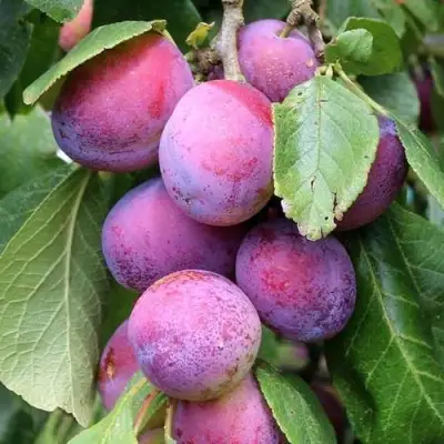 Слива БЛЮ СВИТ колонновидная в Самохваловичи