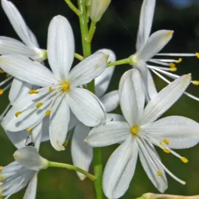 Венечник ветвистый в Самохваловичи