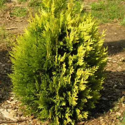 Туя КОППЕР ГОЛД западная в Самохваловичи