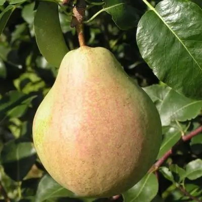 Груша ЛИРА в Самохваловичи