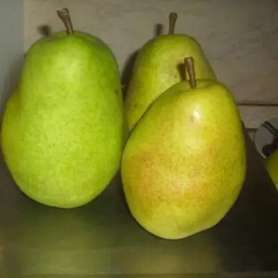 Груша БЕРЕ ЛЮКА в Самохваловичи