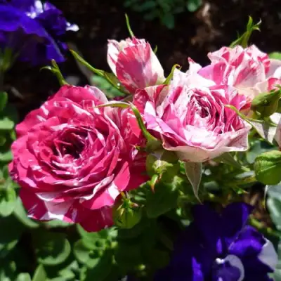 Роза ФЛЕШ ДАНС спрей в Самохваловичи