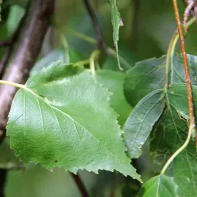 Береза ПОВИСЛАЯ в Самохваловичи