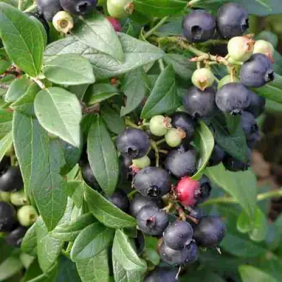 Голубика ПУТТЕ в Самохваловичи