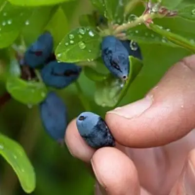 Жимолость съедобная АМФОРА в Самохваловичи