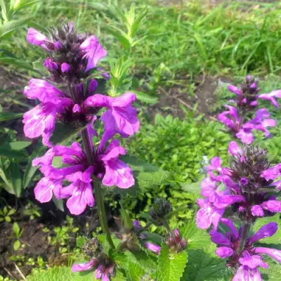 Буквица крупноцветковая в Самохваловичи