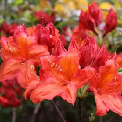 Азалия ЛИЛИНШТЕЙН японская в Самохваловичи