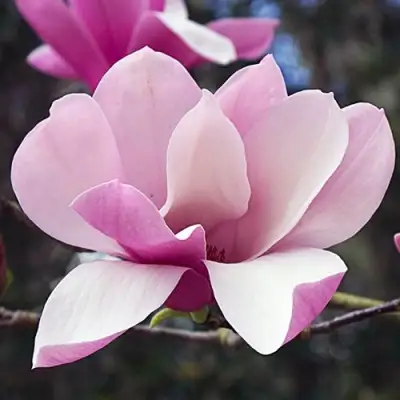 Магнолия РИККИ в Самохваловичи