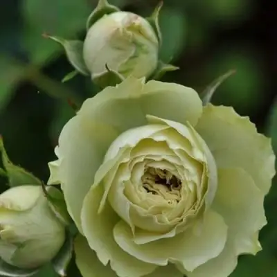 Роза ГРИН ДАЙМОНД миниатюрная в Самохваловичи