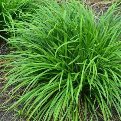 Осока АЙРИШ ГРИН в Самохваловичи