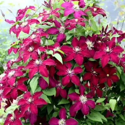 Клематис МАЗОВШЕ в Самохваловичи