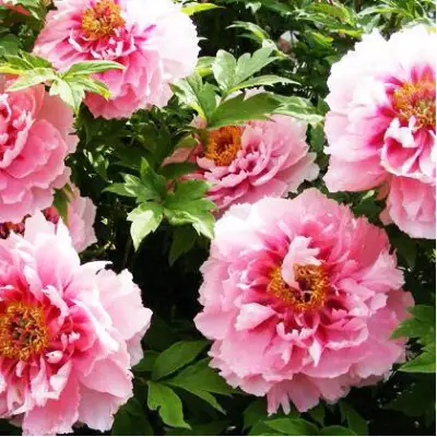 Пион СЕРЕБРИСТЫЙ РУЧЕЙ древовидный в Самохваловичи