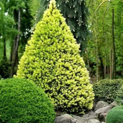 Ель РЕЙНБОУЗ ЭНД сизая в Самохваловичи