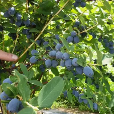 Жимолость съедобная КЛУБНИЧНАЯ СЕНСАЦИЯ в Самохваловичи