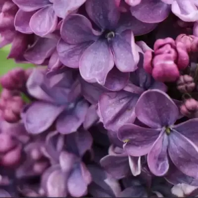 Сирень ВИОЛЕТТА в Самохваловичи