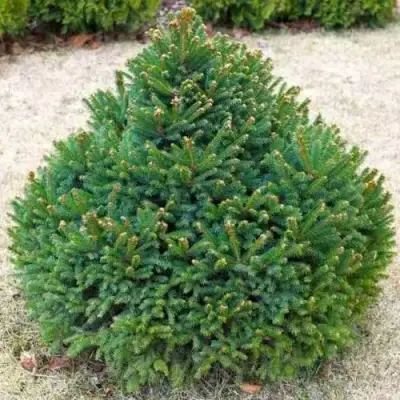 Ель БАРРИ обыкновенная в Самохваловичи