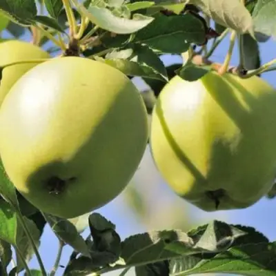 Яблоня САХАРНАЯ в Самохваловичи