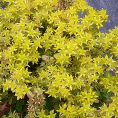 Очиток (седум) ИММЕРГРЮНХЕН в Самохваловичи