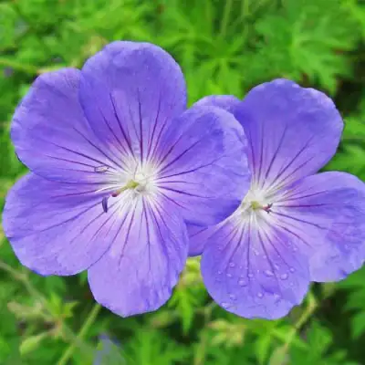 Герань БРУКСАЙД гибридная в Самохваловичи