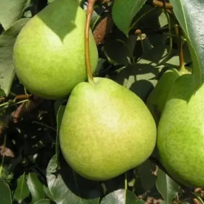 Груша ЛАГОДНАЯ в Самохваловичи