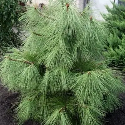 Сосна желтая  в Самохваловичи