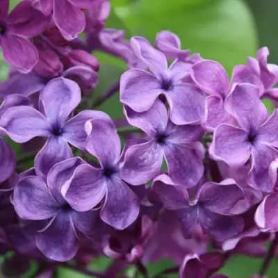 Сирень СУМЕРКИ в Самохваловичи