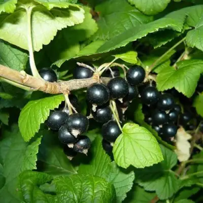 Смородина черная БАГИРА в Самохваловичи