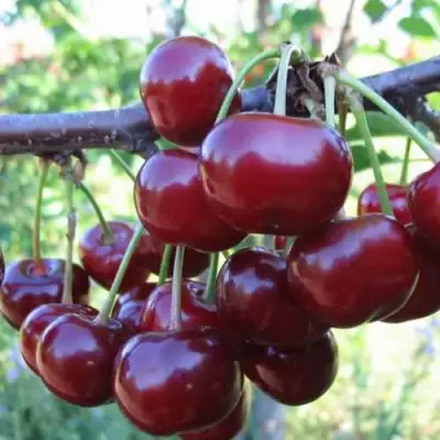 Дюк ИВАНОВНА в Самохваловичи
