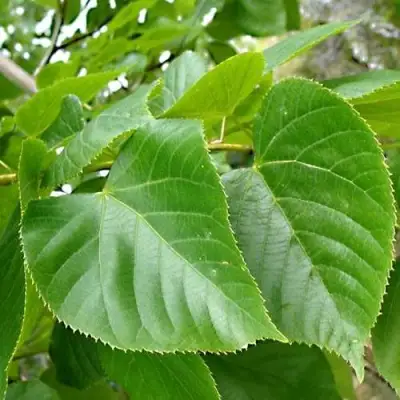 Липа мелколистная в Самохваловичи