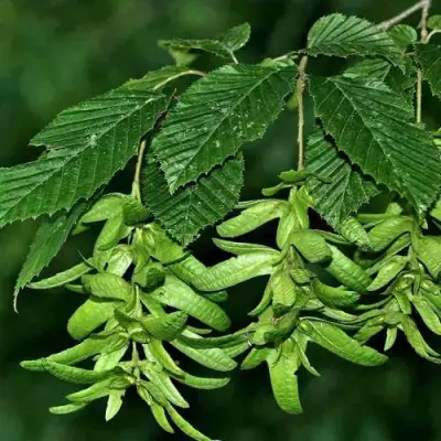 Граб  в Самохваловичи