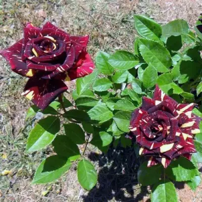 Роза АБРАКАДАБРА чайно-гибридная в Самохваловичи