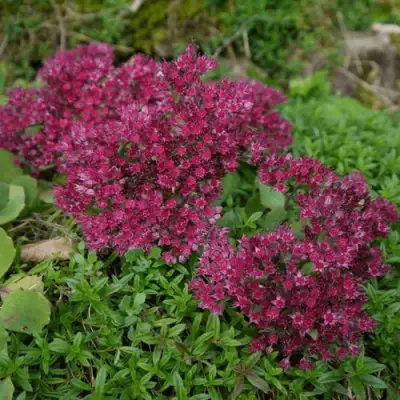 Очиток (седум) РУБИ ГЛОУ скальный в Самохваловичи