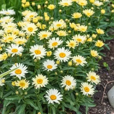 Нивяник БРОДВЕЙ ЛАЙТС великолепный в Самохваловичи