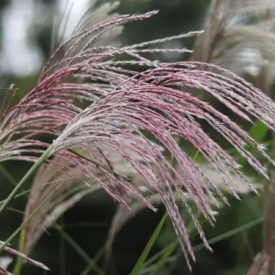 Мискантус МАЛЕПАРТУС китайский  в Самохваловичи