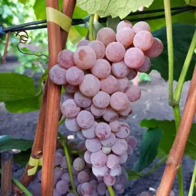 Виноград РИЛАЙНС ПИНК СИДЛИС в Самохваловичи