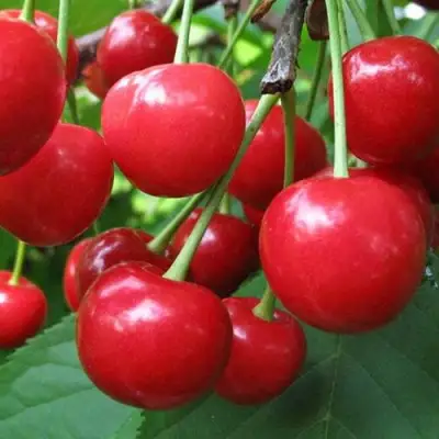 Дюк ПРЕВОСХОДНАЯ ВЕНЬЯМИНОВА в Самохваловичи