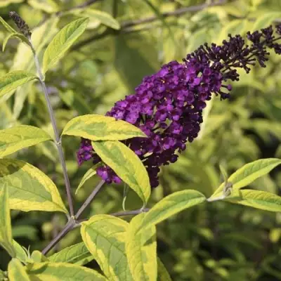 Буддлея давида САНТАНА  в Самохваловичи