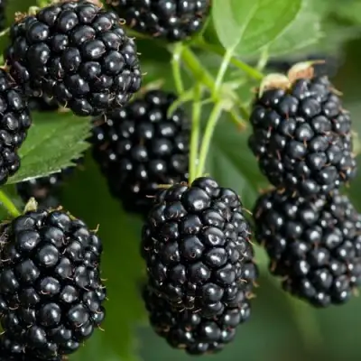 Ежевика ЧЕРНАЯ МАГИЯ ремонтантная  в Самохваловичи