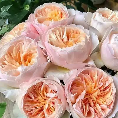 Роза ДЖУЛЬЕТТА английская в Самохваловичи