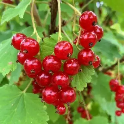 Смородина красная МААРСЕС ПРОМИНЕНТ в Самохваловичи