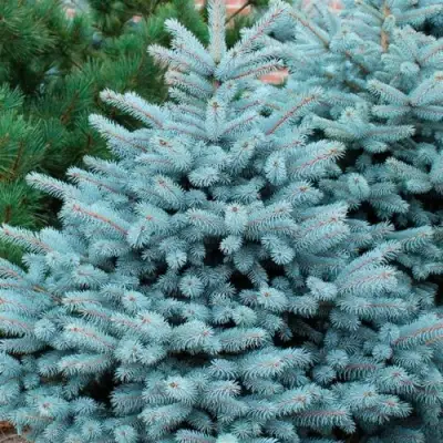 Ель СУПЕР БЛЮ СИДЛИНГ колючая в Самохваловичи
