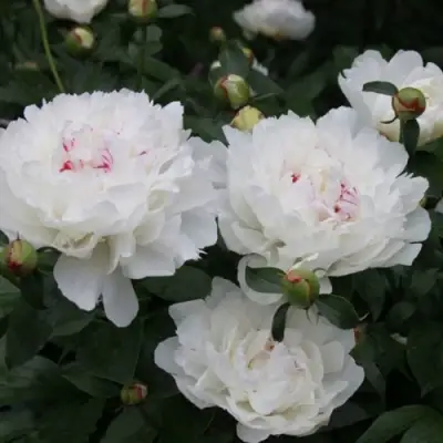 Пион ФЕСТИВА МАКСИМА травянистый в Самохваловичи