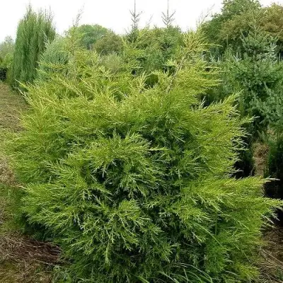 Можжевельник КУРИВАО ГОЛД китайский в Самохваловичи