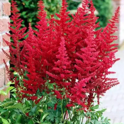 Астильба БУРГУНДИ РЕД Арендса в Самохваловичи