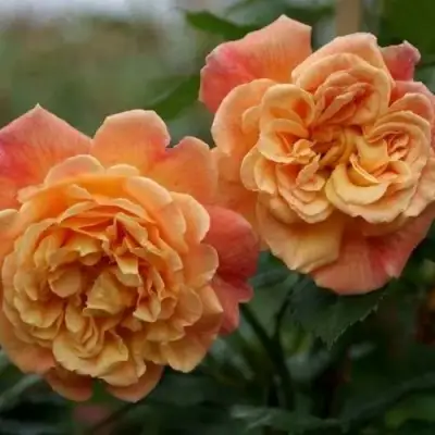 Роза АЛОХА плетистая в Самохваловичи