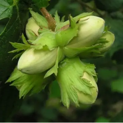 Фундук ТАМБОВСКИЙ ПОЗДНИЙ в Самохваловичи