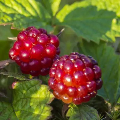 Княженика ЛИНДА в Самохваловичи