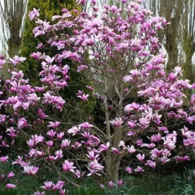 Магнолия ГАЛАКСИ в Самохваловичи